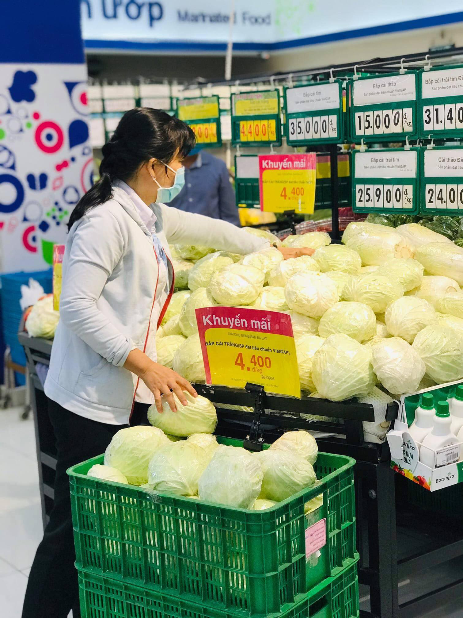 Bắp cải Đà Lạt rẻ chưa từng có, Co.opmart bán hết gần 16 tấn trong 1 ngày