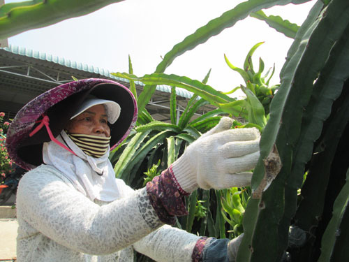Đầu tư mạnh cho vùng nguyên liệu