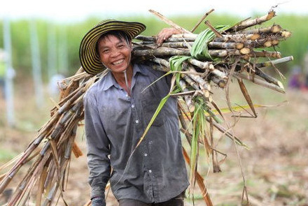 Năm 2021-Ngành mía đường Việt sẽ “ngọt ngào” trở lại?