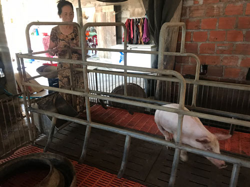 Heo giống hỗ trợ cho dân lại bị nhiễm bệnh
