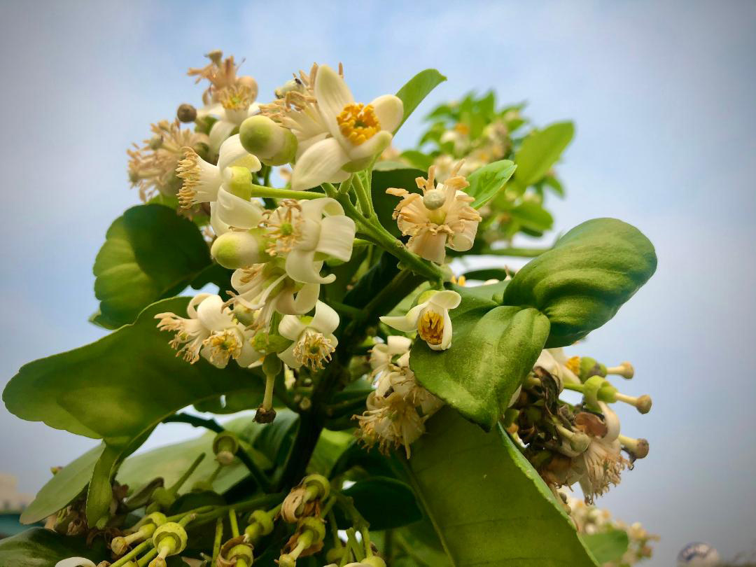 Hương thầm