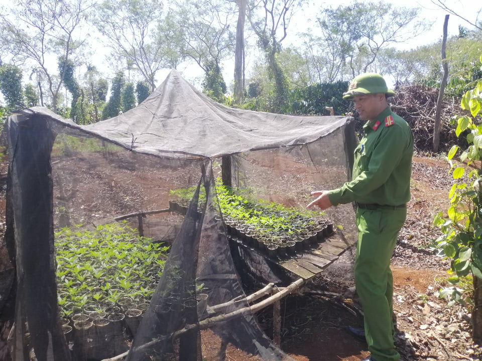Lại ph&aacute;t hiện vụ trồng cần sa quy m&ocirc; lớn ở Đắk Lắk - Ảnh 3.