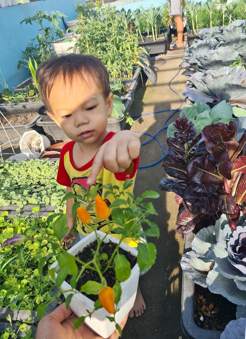 Vườn rau s&acirc;n thượng c&oacute; nhiều giống lạ - Ảnh 8.