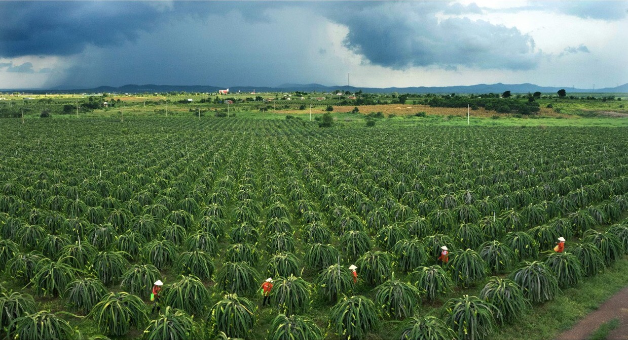 Thanh long Bình Thuận "mở khóa" vào Nhật Bản