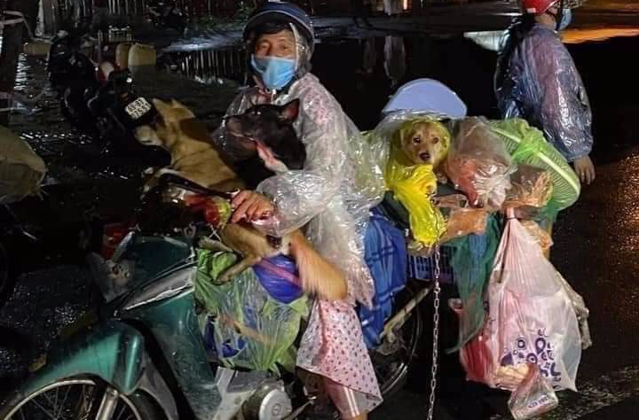 Trưởng trạm y tế nơi ti&ecirc;u hủy đ&agrave;n ch&oacute;, m&egrave;o xin nghỉ việc - Ảnh 1.
