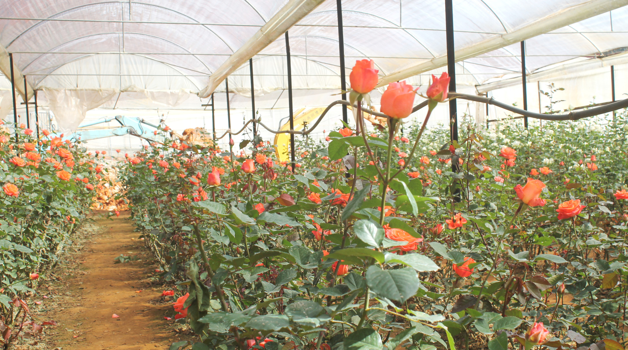 Hoa Đ&agrave; Lạt tăng gi&aacute; cao dịp 20-10 - Ảnh 1.