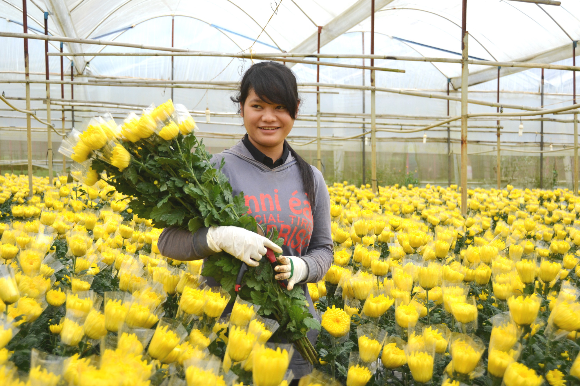 Hoa Đ&agrave; Lạt tăng gi&aacute; cao dịp 20-10 - Ảnh 2.