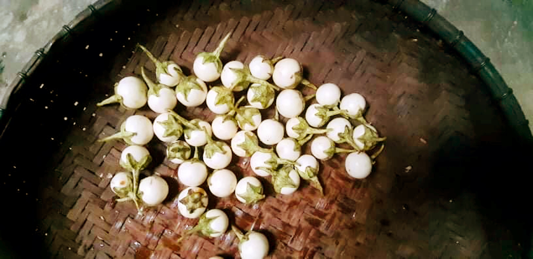 Chum cà sau chái bếp