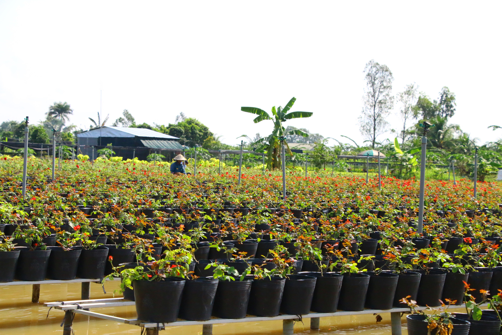 Phập phồng vụ hoa Tết