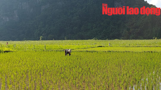 Nhiều hộ dân bị tuýt còi vì khai man diện tích ruộng lúa thiệt hại, có cả nhà bí thư đảng ủy xã - Ảnh 2.