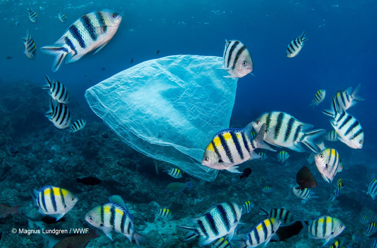 WWF - Việt Nam k&ecirc;u gọi n&acirc;ng cao tr&aacute;ch nhiệm đối với việc giảm thiểu r&aacute;c thải nhựa - Ảnh 3.
