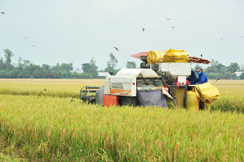 Nông nghiệp: Trụ đỡ vững chắc của nền kinh tế