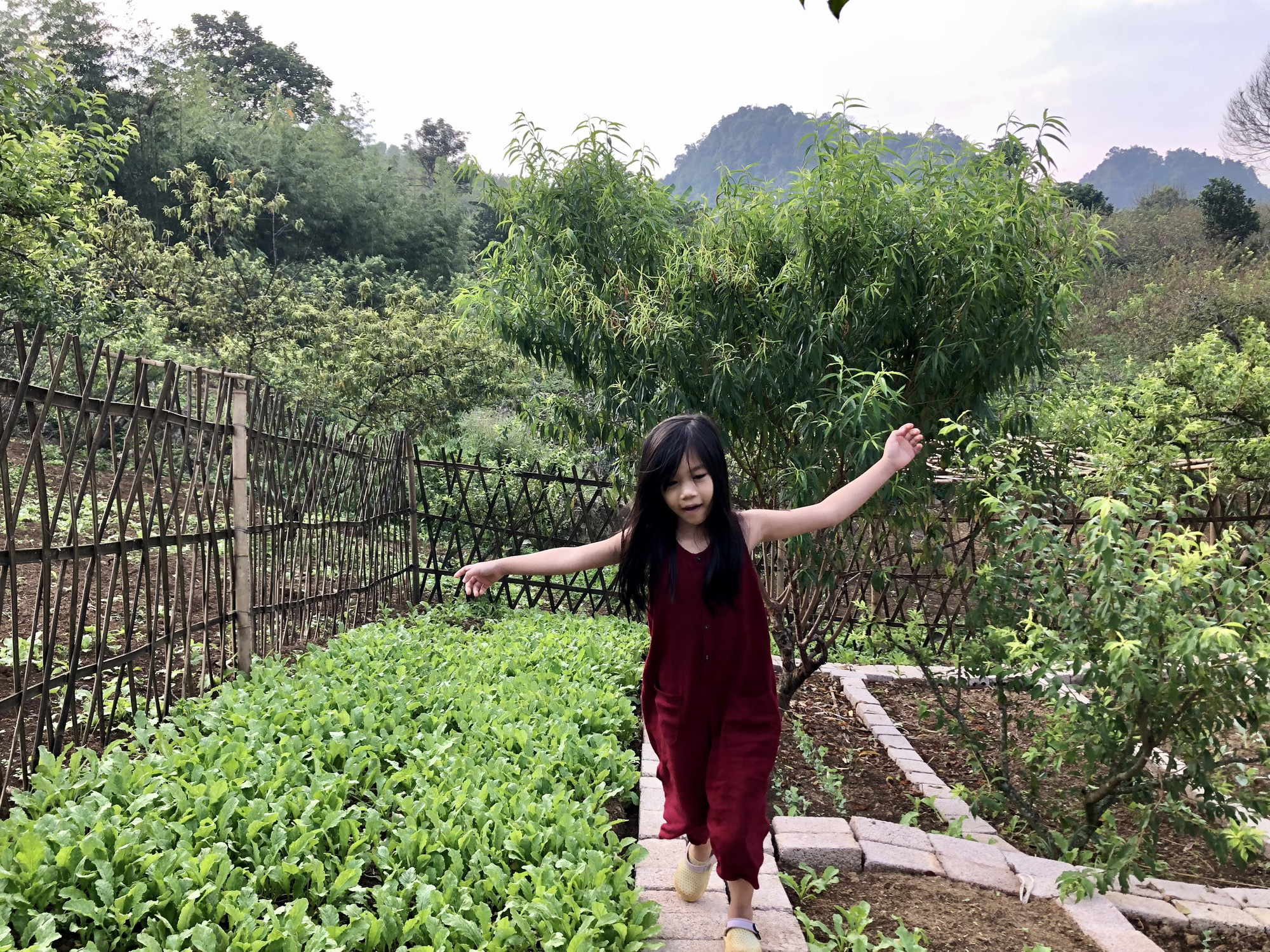 Xây nhà sống giữa vườn mận vì mắc kẹt ở Mộc Châu - Ảnh 8.