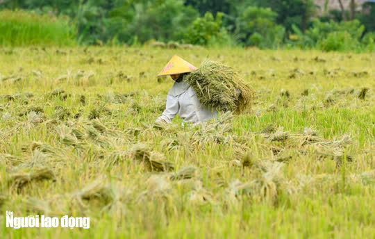 Vẻ đẹp mê mẩn mùa vàng ở Pù Luông - Sa Pa của xứ Thanh - Ảnh 14.