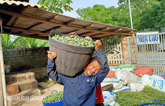 Thu mua cau bán cho Trung Quốc, kiếm hàng trăm triệu đồng mỗi vụ