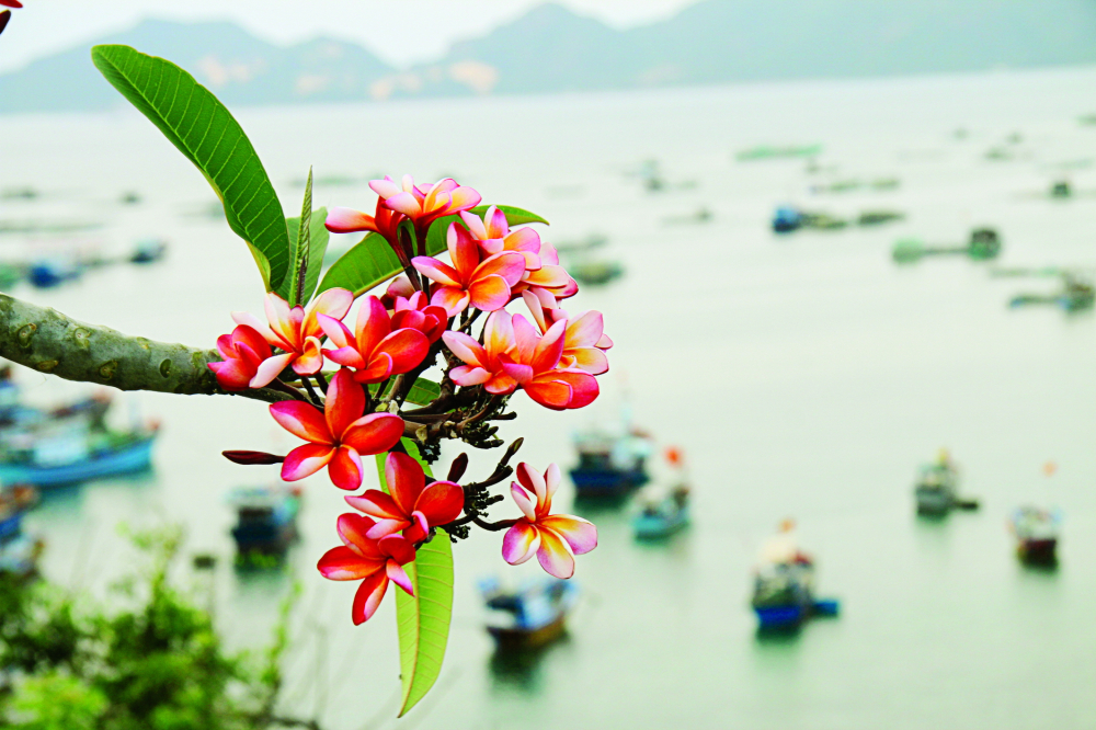 Rong chơi trên đảo tôm hùm - Ảnh 4.