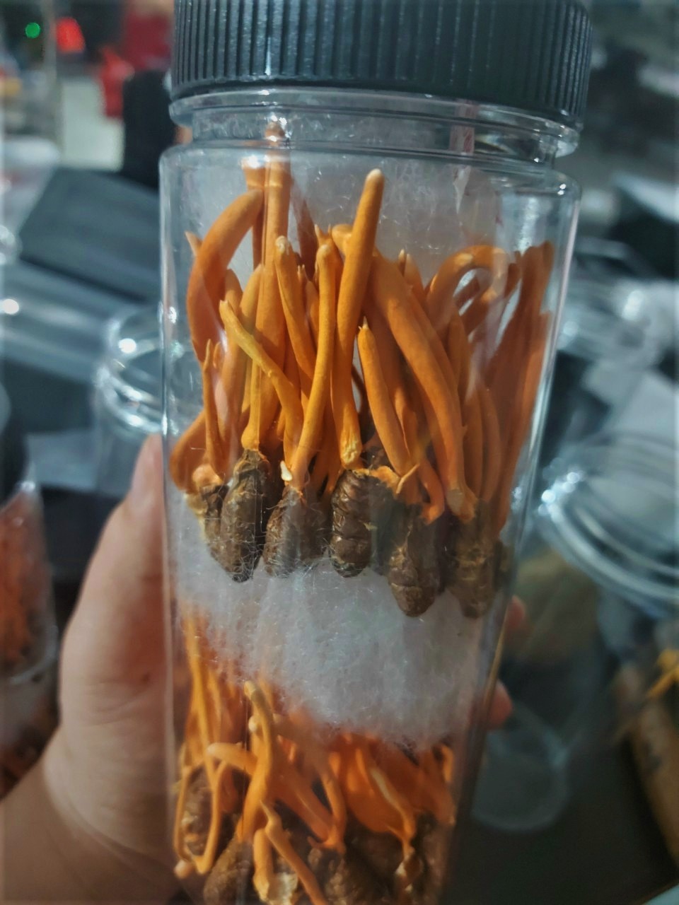 Có thể nuôi cấy đông trùng hạ thảo tại nhà