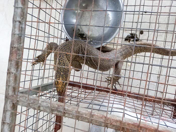 Bất ngờ lời khai của phụ bếp nhà hàng mua bán động vật hoang dã trái phép