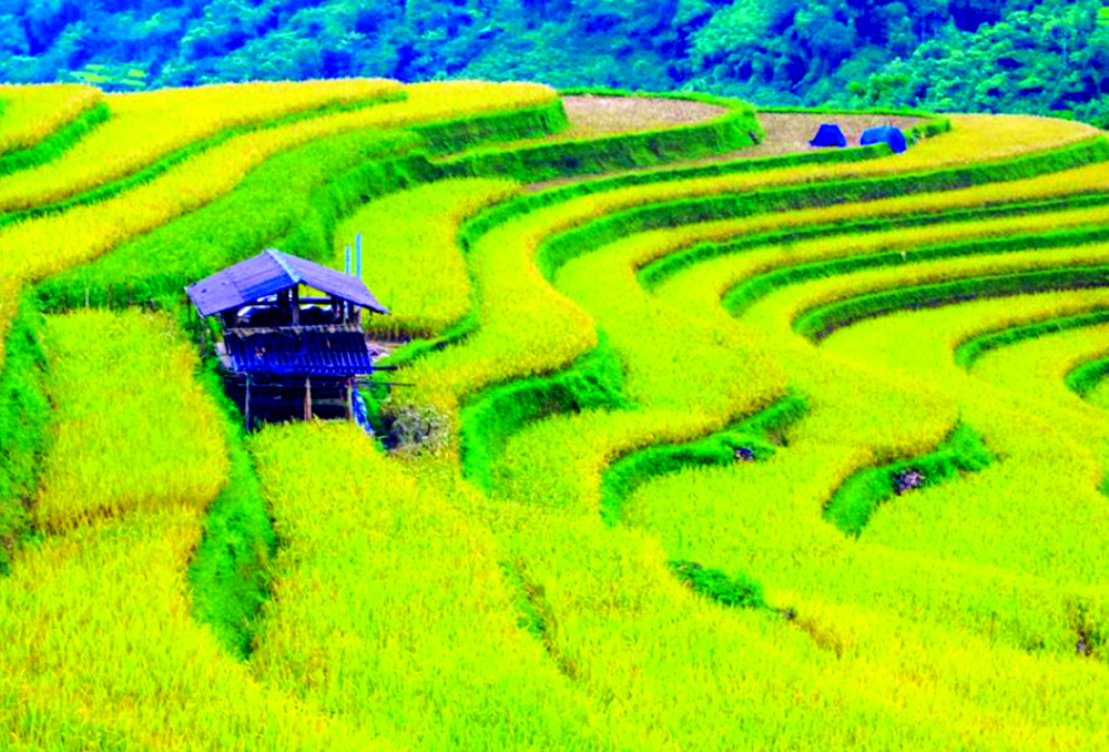 M&ugrave;a n&agrave;y, l&uacute;a đ&atilde; v&agrave;ng phương Bắc&hellip; - Ảnh 1.