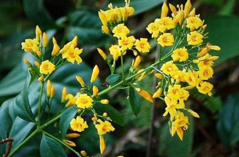 Quảng Nam: Sau cãi vã, 2 anh em ruột cùng ăn lá ngón tử vong