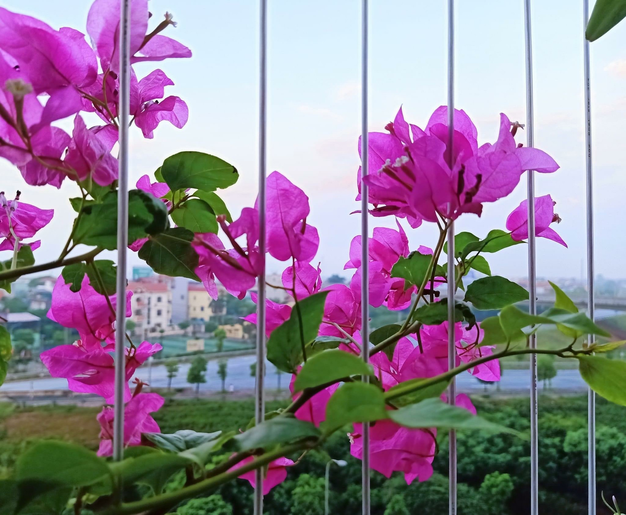 Yêu một "bà thím" thì đã sao, miễn là tôi hạnh phúc