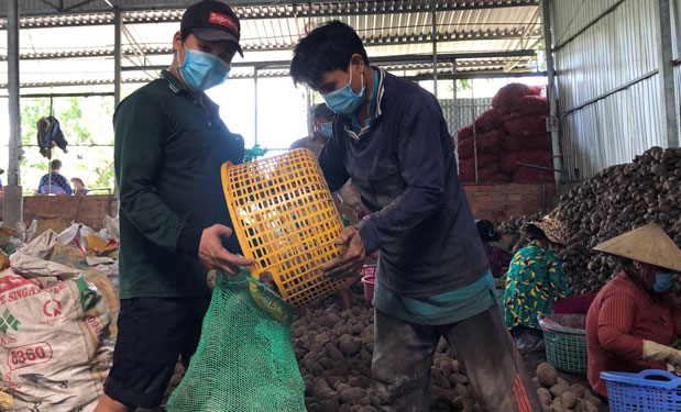 Đầu ra bền vững cho khoai lang