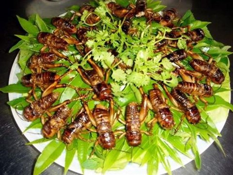 Ngộ độc do ăn côn trùng