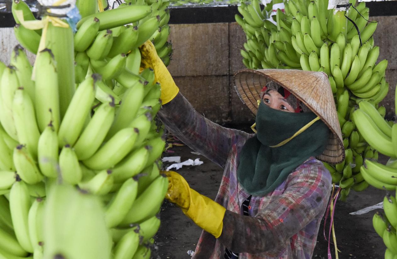 Union Trading hỗ trợ vốn, kỹ thuật cho nông dân miền Trung trồng chuối xuất khẩu