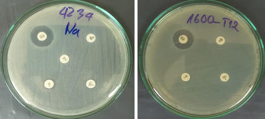 Báo động mức độ nhiễm Salmonella spp. trong thực phẩm