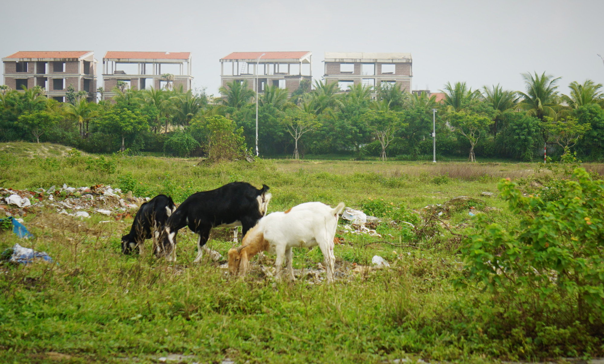 2 khu đất liên quan vụ giám đốc doanh nghiệp uống thuốc tự tử tại tòa giờ ra sao? - Ảnh 10.