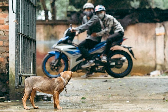 VIDEO: "Cẩu tặc" táo tợn bắn chó giữa ban ngày