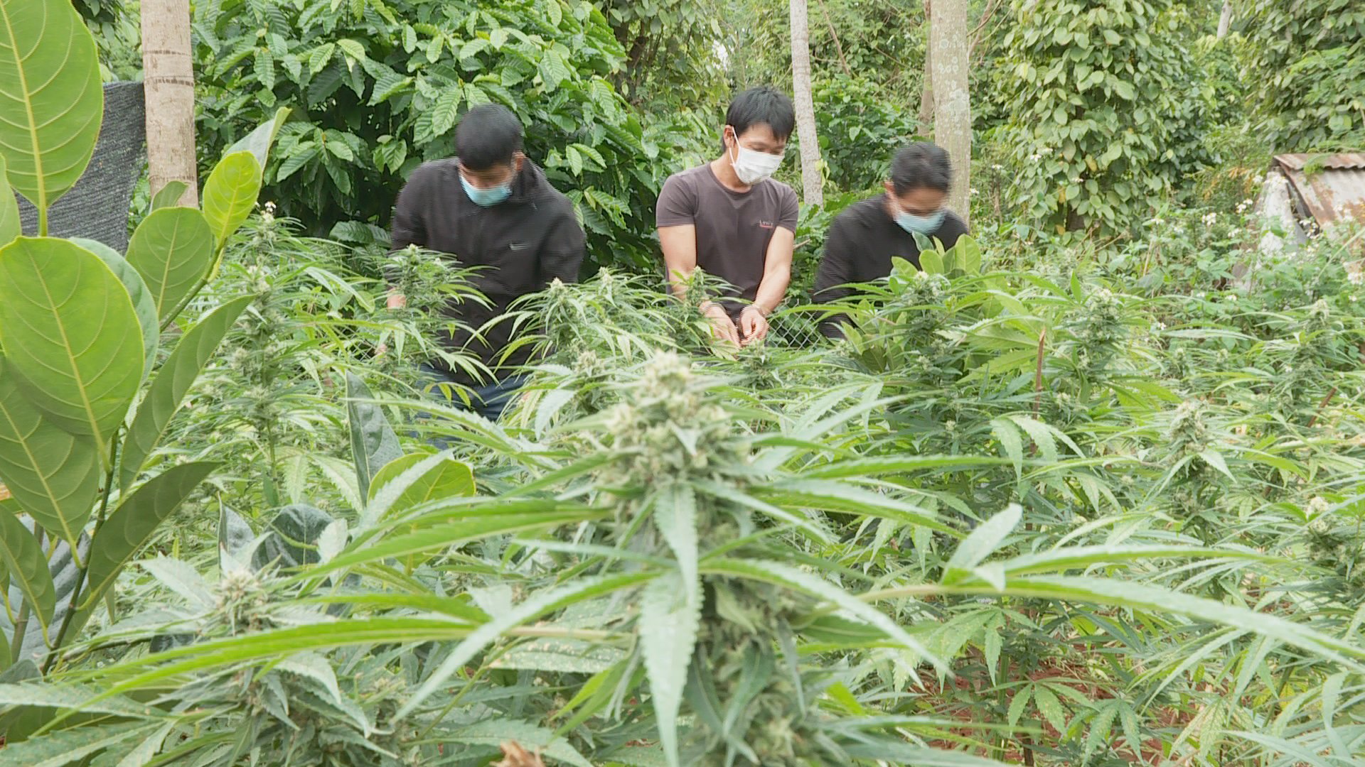 Trồng cần sa trái phép, khai để cho… gà ăn! - Ảnh 1.