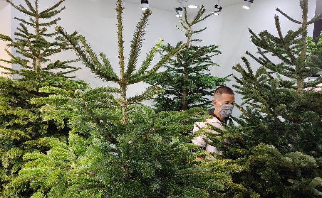 Dịch bệnh khó khăn, nhiều người vẫn chi 150-200 triệu đồng sắm cây thông thật chơi Noel - Ảnh 3.