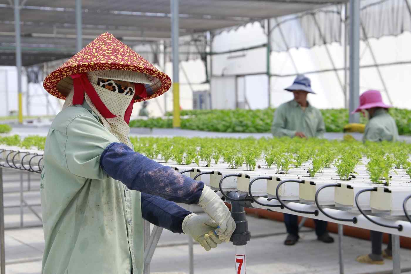 Nông nghiệp - nông dân thông minh: Đông Nam Á học từ Israel
