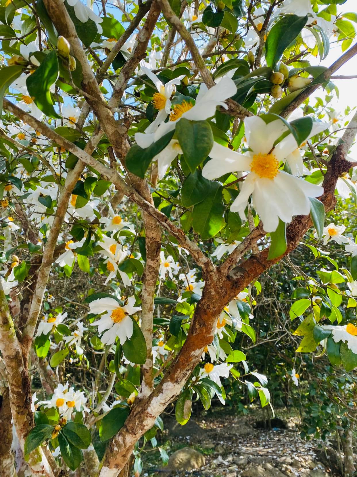 Chinh phục sống lưng khủng long đẹp qu&ecirc;n lối về ở B&igrave;nh Li&ecirc;u - Ảnh 9.