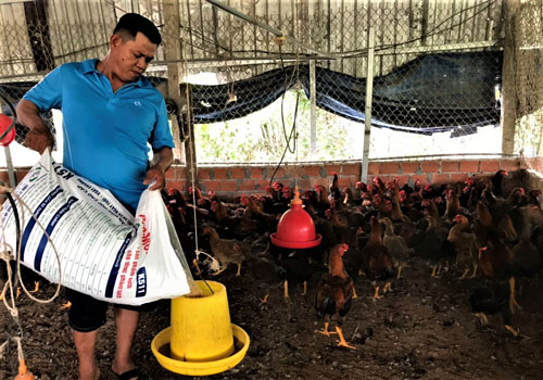 Làm giàu từ nuôi gà - Ảnh 2.