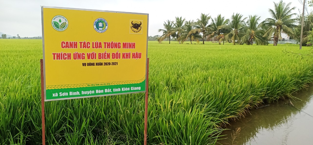 Canh tác lúa thông minh, sử dụng giống chất lượng cao