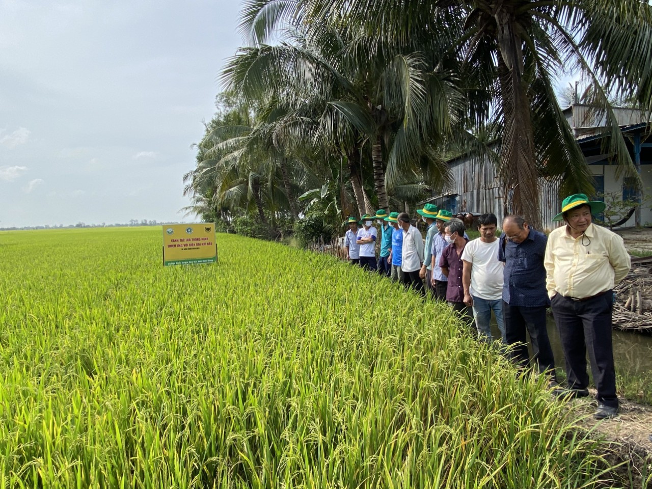Canh tác lúa thông minh, sử dụng giống chất lượng cao - Ảnh 2.