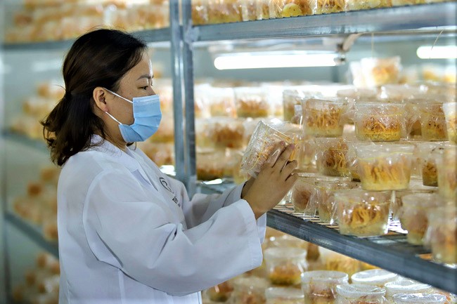 Thành nữ tỉ phú nhờ trồng nấm