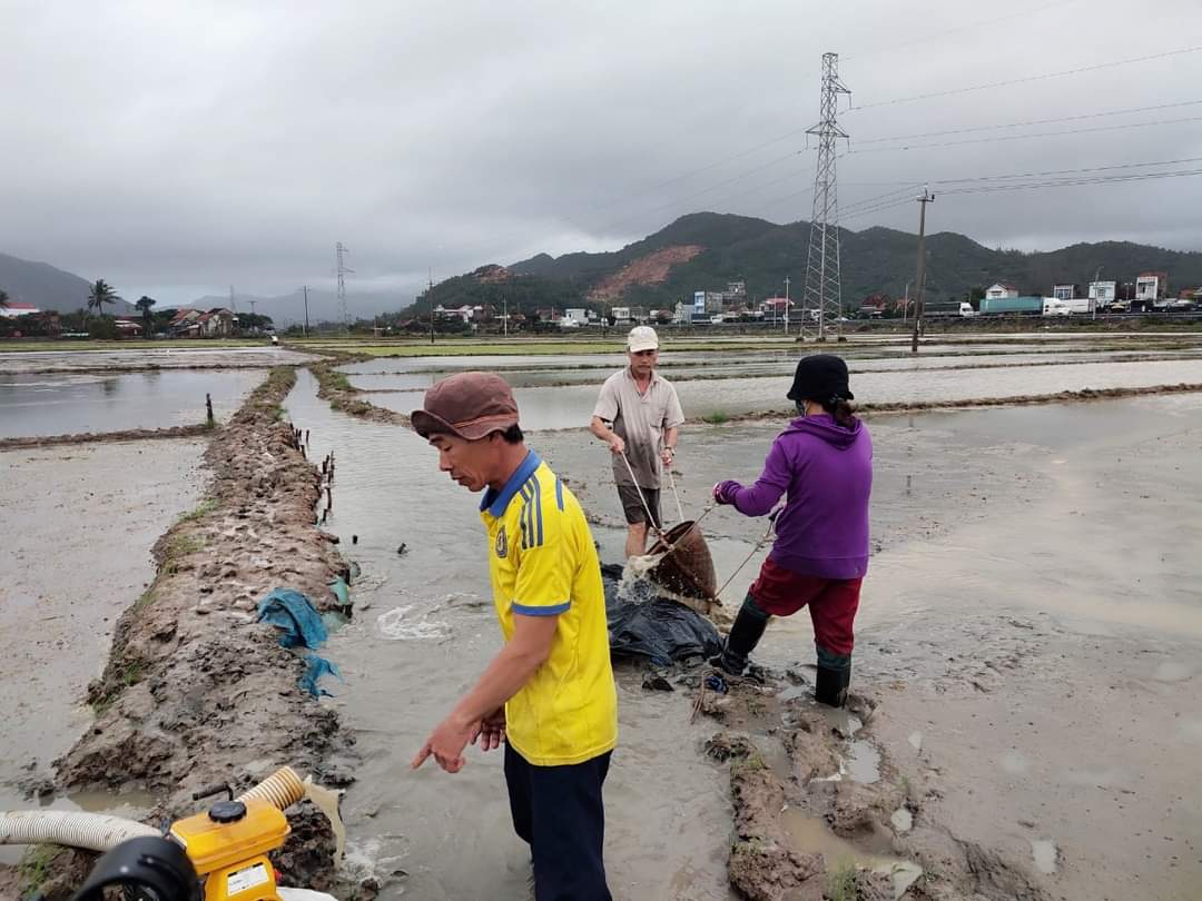 Mưa lớn, Phú Yên mất trắng 3.000 ha lúa vừa gieo sạ