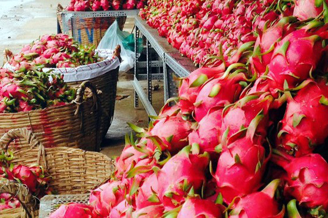 Trung Quốc tạm dừng nhập khẩu thanh long Việt Nam trong 4 tuần