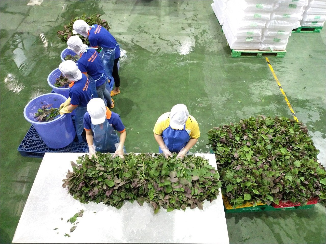 Nước giải khát A-Dew tiếp sức cho các chiến binh áo trắng - Ảnh 1.