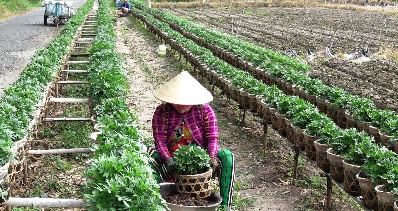 L&yacute; do l&agrave;ng hoa lớn nhất miền T&acirc;y chuyển sang trồng kiểng l&aacute;, c&acirc;y c&ocirc;ng tr&igrave;nh - Ảnh 1.