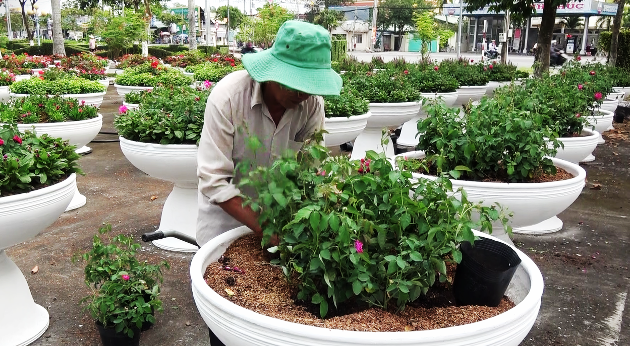 Lý do làng hoa lớn nhất miền Tây chuyển sang trồng kiểng lá, cây công trình