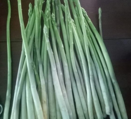 Trồng măng tây có thể đổi đời