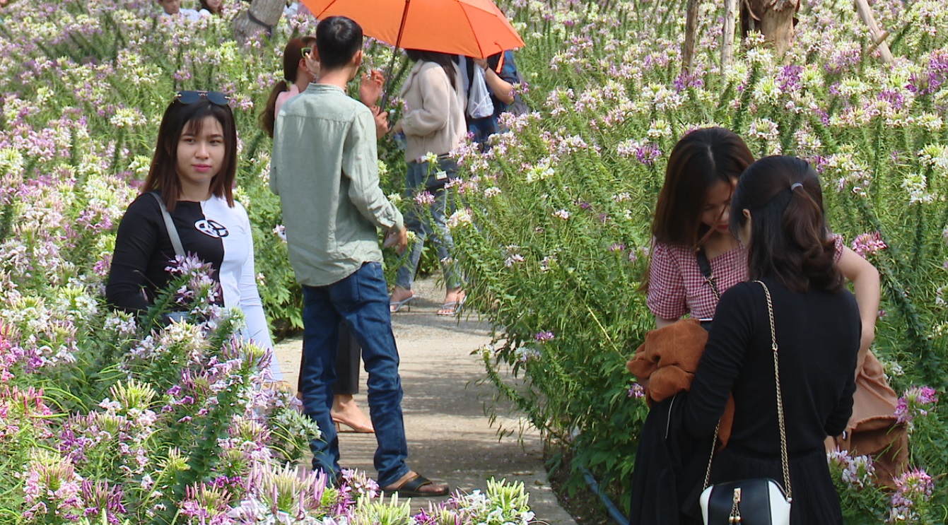 Làng hoa kiểng lớn nhất miền Tây tổ chức “Duyên dáng phụ nữ làng hoa”