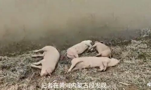 Trung Quốc: Xác heo dạt hàng loạt vào bờ sông Hoàng Hà