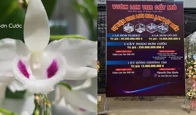 Tổng cục Thuế chỉ đạo "khẩn" về thu thuế giao dịch lan đột biến
