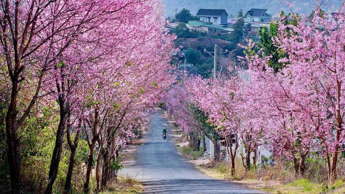 Hà Nội, Đà Lạt vào top điểm ngắm hoa xuân châu Á