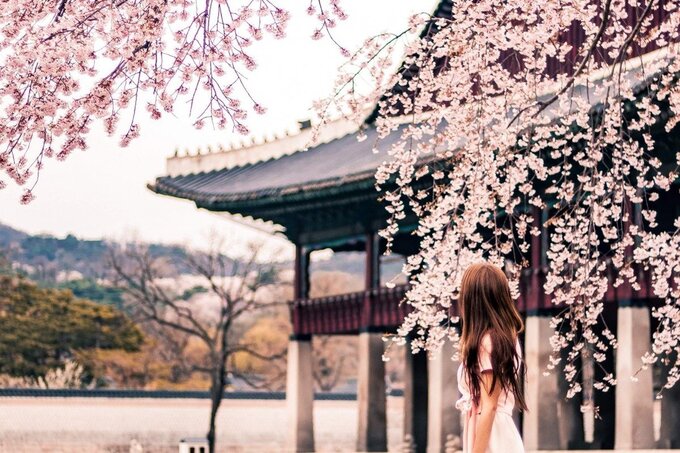 H&agrave; Nội, Đ&agrave; Lạt v&agrave;o top điểm ngắm hoa xu&acirc;n ch&acirc;u &Aacute; - Ảnh 3.